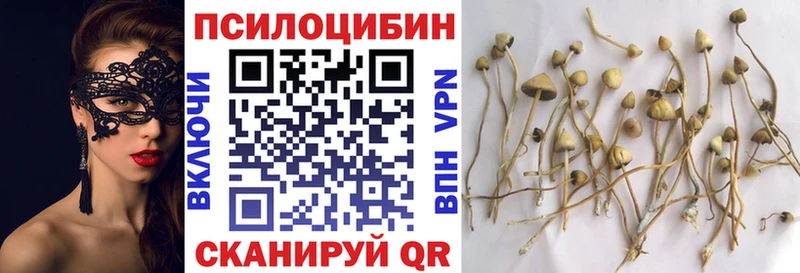 Псилоцибиновые грибы Cubensis  Каргополь 